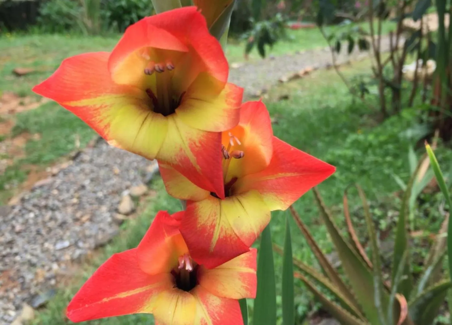 Hospedaje Solentiname Medellín